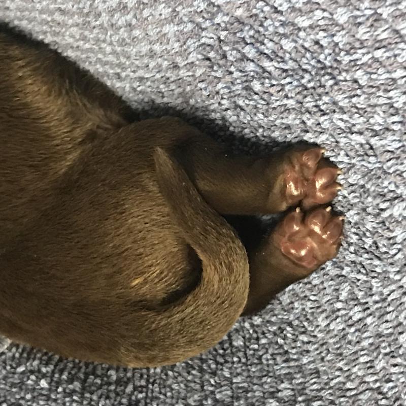 Puppy Feet