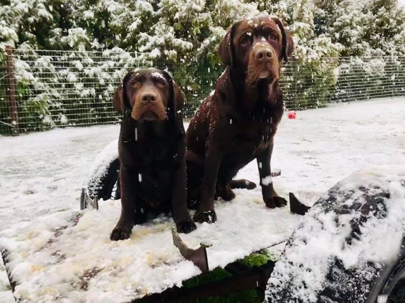 Ham and Ten in the snow